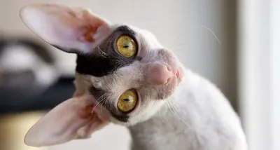 Что у кота с ушами? | Пикабу