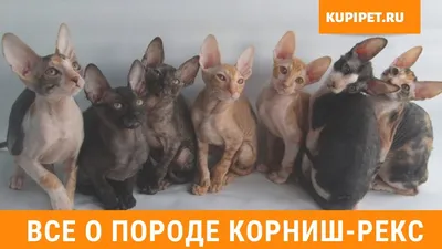 Девон-рекс и корниш-рекс: кого выбрать | Cornish rex cat, Rex cat, Rare cats