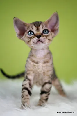 Котёнок корниш-рекс купить в Апатитах за 17000 руб- Кошки на Хибины.ru