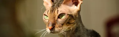 Порода корниш рекс - Породы кошек обзор на Gomeovet