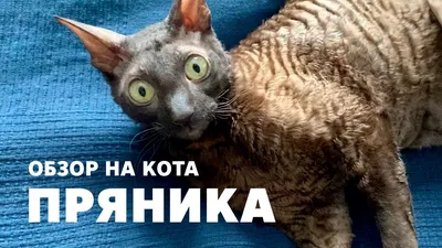 Продам элитные котята корниш рекс, купить элитные котята корниш рекс,  Москва — PetsRU