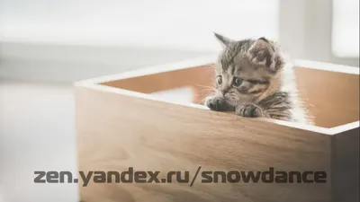 Фото коробки для родов кошки – скачать бесплатно в различных форматах