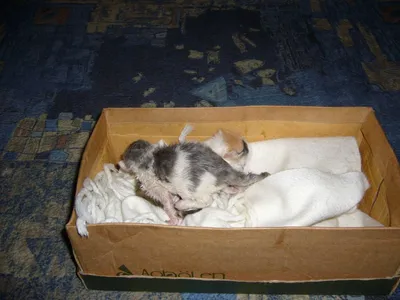 Коробка для родов кошки – бесплатные фотографии с возможностью выбора размеров