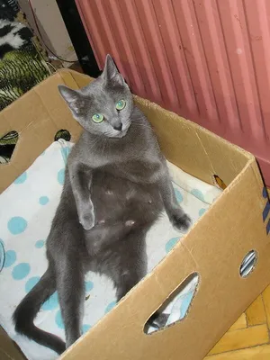 Фото коробки для родов кошки – скачать бесплатно в высоком качестве