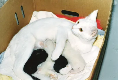 Коробка для родов кошки – бесплатные изображения с опцией скачивания в png