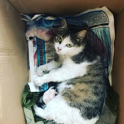 Коробка для родов кошки – бесплатные фотографии в формате jpg для скачивания