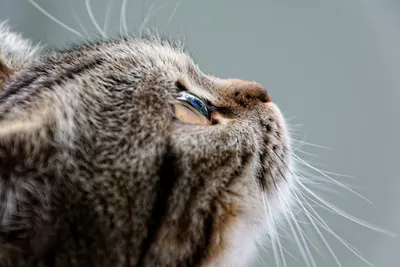 Коробка для родов кошки – бесплатные изображения в формате webp со скачиванием