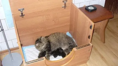 Коробка для родов кошки – картинка для использования в дизайне