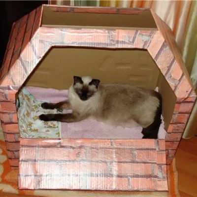 Коробка для родов кошки на фото – доступные размеры для скачивания