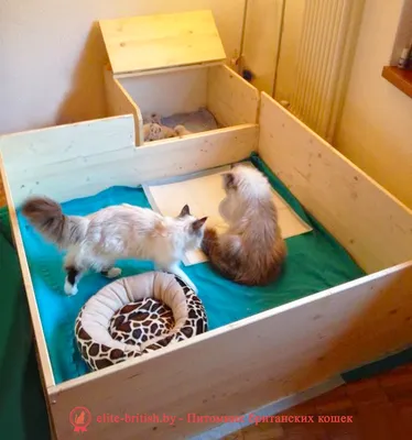 Фото коробки для родов кошки – скачать бесплатно в хорошем качестве