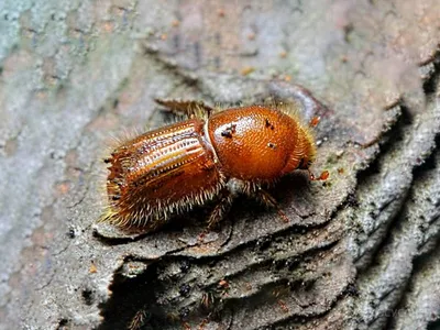 Жук Короед Scolytinae Личинка Короедов Безногих Деревянном Фоне стоковое  фото ©akova777 217438918