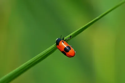 Как выглядит Жук-короед и чем он опасен | Вредители на LePlants.ru