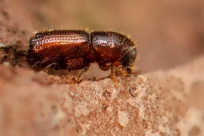 Жук Короед Scolytinae Личинка Короедов Безногих Деревянном Фоне стоковое  фото ©akova777 217437848