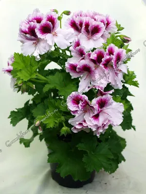 Пеларгония домашняя - Пеларгония - Красивоцветущие растения - Комнатные  растения - GreenInfo.ru