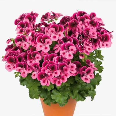 Пеларгония королевская \"Clarion Pink With Eye\" купить в питомнике растений  с доставкой по Самаре и Самарской области, рассада, выращивание, посадка и  уход