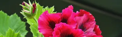 Королевская пеларгония: уход и выращивание в домашних условиях |  Интернет-магазин садовых растений
