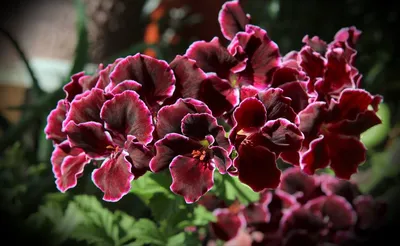 Королевская герань является красивым цветущим растением. Каковы особенности  ухода за цветком в домашних условиях? Сорта пел… | Цветущие растения,  Растения, Цветение