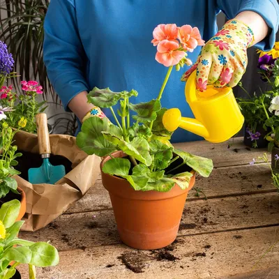 🌺 Королевская пеларгония. Коротко, о нюансах ухода, чтобы любоваться  цветением. Все больше и больше поступает.. | ВКонтакте