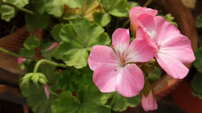 Пеларгония королевская - Botanic Craft | Цветы и растения в Хабаровске