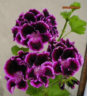 Герань / Пеларгония (Pelargonium) - хороша и на подоконнике и в летнем саду