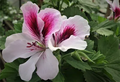 Королевская пеларгония: как сохранить красоту растения | Цветы в доме | Дзен