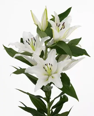 Королевская лилия фото цветок