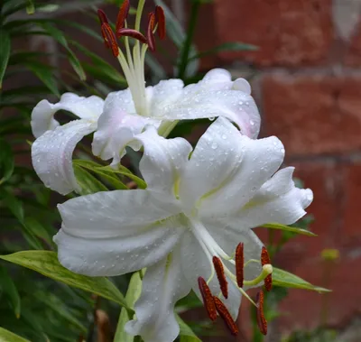 Лилия королевская (Lilium regale) — описание, выращивание, фото | на  LePlants.ru