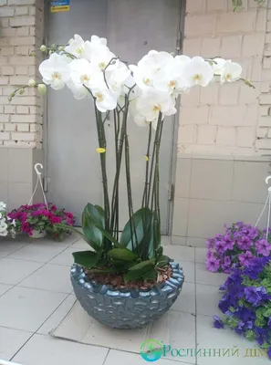 Королевская орхидея фото фотографии
