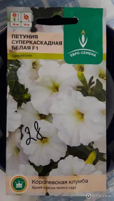 Купить лак MASURA MASU MASU Королевская Петуния 15 мл, цены в Москве на  Мегамаркет | Артикул: 600008862092