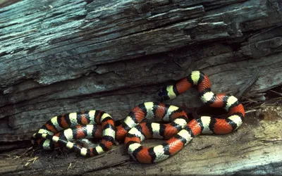 Потрясающие снимки королевских змей