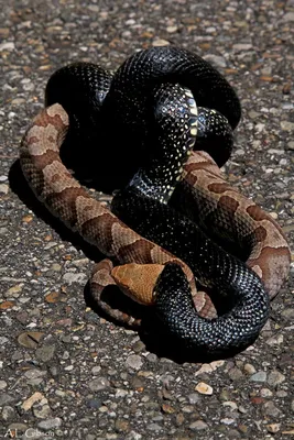 Королевская змея - идеальное изображение для фона