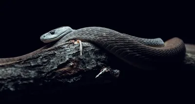 Фотографии королевской змеи в разных размерах