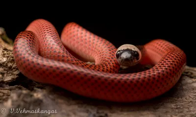 Королевская змея: величие и мощь на одном снимке