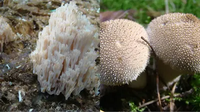 Королевские грибы фото фотографии