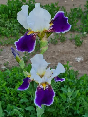 цветок Ирис имеет только три лепестка и выглядит как королевская корона  Стоковое Фото - изображение насчитывающей радужка, орхидея: 255142618