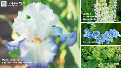 Ирис пестрый ( (Iris versicolor) 390 руб. AGRO4810