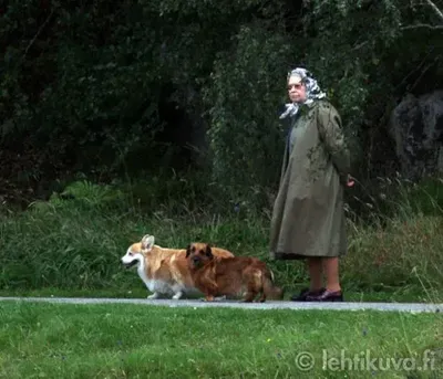 Что будет с корги Елизаветы II: королевские собаки нашли новых хозяев -  ForumDaily