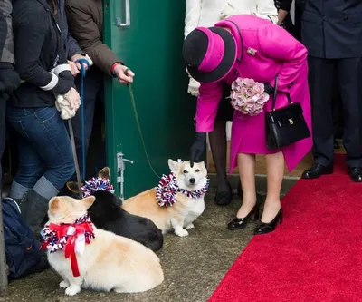 собака валика королевская стоковое фото. изображение насчитывающей  очарование - 22310970