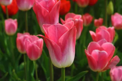 Королевские тюльпаны фото фотографии