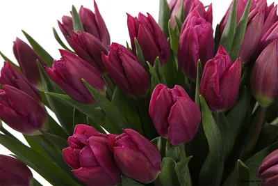 Купить букет 51 королевский тюльпан, пурпурные с доставкой по Москве |  zhflowers.ru