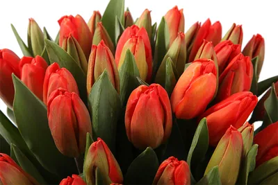 Купить букет 51 королевский тюльпан, красно-оранжевые с доставкой по Москве  | zhflowers.ru