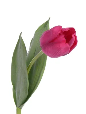 Букет из красных тюльпанов (101 шт) купить с доставкой в интернет-магазине  за 13356р. Позиция № 58