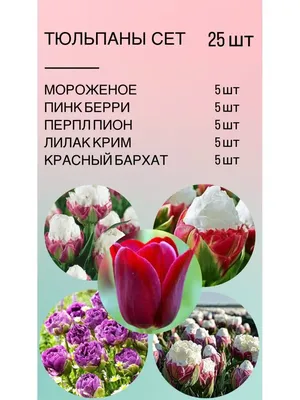 Букет королевских тюльпанов Квинсленд это букет из свежих срезанных цветов.  KROKUS - лучший интернет магазин, доставка цветов в Риге