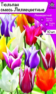 Картина цветы и растения картина в спальню офис Королевские тюльпаны 120x80  см (A1037-1) – отзывы покупателей | ROZETKA