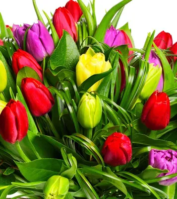 PRIME flowers - Предзаказ на 8 марта - яркий микс от Prime Flowers Тюльпаны  по 699 тг. шт. . ⭕ Голландские тюльпаны ( королевский сорт) ⭕ Цены :⠀ Цена  букетов вместе с