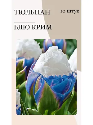 Букет 51 королевский тюльпан в розовой коробке, алые купить по цене 10 790  руб | Круглосуточная доставка в Москве — СоюзЦветТорг
