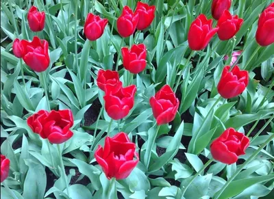 Королевский сад Тюльпаны, луковичные цветы