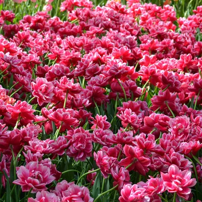 Букет купить букет 51 королевский тюльпан, коралловые с доставкой по Москве  | FlowerGett