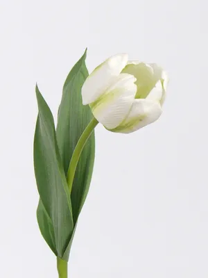 Вселенная Мудрости - История тюльпанов Тюльпан возник в Персии в 14 веке и  был завезен в Европу через Турцию в середине 16 века. С годами тюльпаны  становились все популярнее. И члены королевской