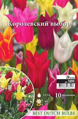 ТЮЛЬПАНЫ - Королевские тюльпаны